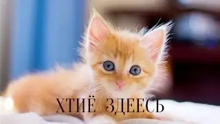 tiktok новое 2021 