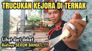 TRUCUKAN FENOMENAL AKHIRNYA DI TERNAK || Lihat triknya baik-baik‼️