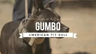 GUMBO AN AMAZING AMERICAN PIT BULL TERRIER