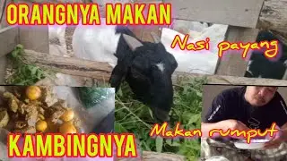 MAKAN NASI PAYANG // KAMBINGNYA MAKAN RUMPUT !!