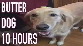 Butter Dog 10 Hours