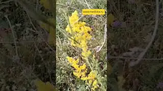 сбор трав /4