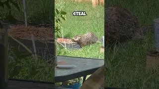 Groundhog came by to raid my garden! 