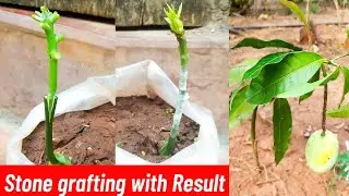 Stone Grafting mango tree with Results! आम की गुठली कलम बांधने का तरीका! 100% success, easy method