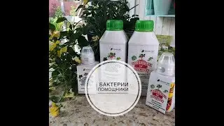 ВНИМАНИЕ - БАКТЕРИИ!!! Дачные сезоны Марины Рыкалиной