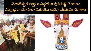 వెంకటేశ్వర స్వామి ఎద్దుకి అచ్చు వేయడం ఎప్పుడైనా చూసారా?వెంకటేశ్వరస్వామి కళ్యాణం చేయడం చూసారా