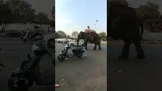 Elephant Ride Ahmedabad #elephant #elephants #rider #ride #kankaria #kankarialake #best #park #viral