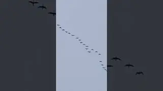 Гуси