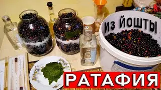 Ратафия из йошты / сладкая водка / напиток Богов