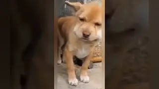 Поел медка🤣