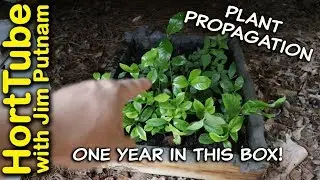 Propagation - S3E1 - Rooting One Of A Kind Plants Before Moving Them