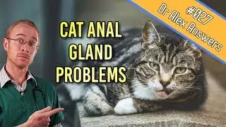 Cat Anal Glands: the problems, signs and treatment! - Cat Health Vet Advice