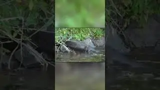 Выдра Напала на Черепаху