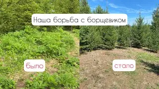 Борьба с борщевиком 🍀 Наш опыт👏 Чем травить борщевик🙌