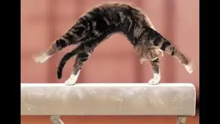 🐈 Sports cats! 😺 A compilation of funny cats and kittens for a good mood! 😻