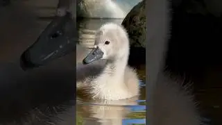 Комочки счастья! #лебедь #birds #swans #милоевидео #swan #beautifulswan #nature #малыши #love