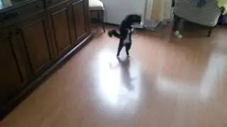 Funny cat get crazy