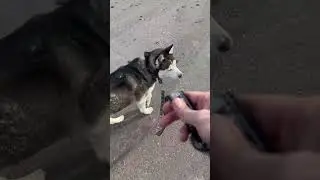 HUSKIES NEVER DO THIS!!!!