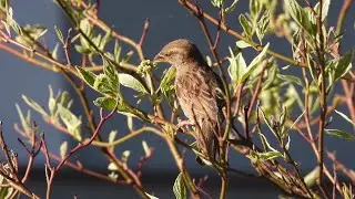 Домовые воробьи ( Passer domesticus) самец и самка, кормятся тлёй на соцветиях дёрена.