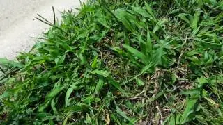 Identifying and controlling Broadleaf Paspalum aka Dallisgrass