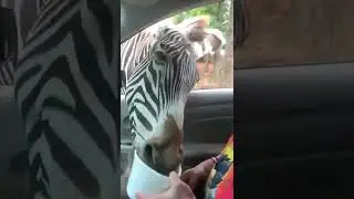 Hilarious Zebra Steals Food!