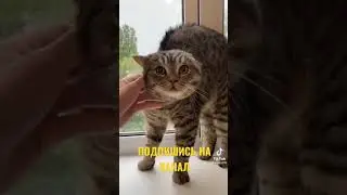 КОТ РУГАЕТСЯ НА НЕЗНАКОМЦЕВ