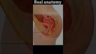 Real women Anatomy Video 