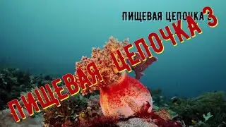 Пищевая цепочка 3 (продолжение)