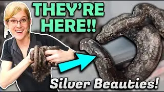 Our Argentine Boa had Babies!!