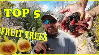 TOP 5 Fruit Trees for Beginners!