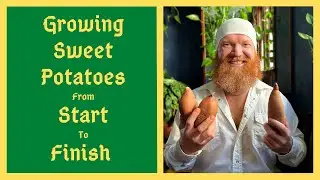 The Ultimate Food Security Crop - How To Grow Sweet Potatoes Almost Anywhere