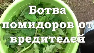 Ботва помидоров от вредителей. Сад. Огород. Садовод и огородник.