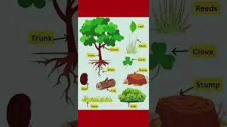 Parts of Tree 🎄 #shortsvideo #viralvideoshorts #education #english