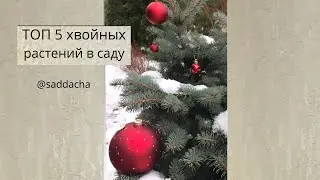 Лучшие хвойные для сада