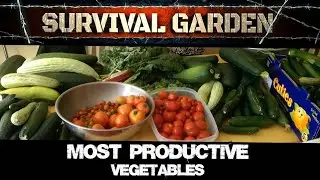 Most Productive Vegetables to Grow in Your Garden First