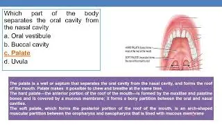 Mock questions from anatomy of digestive system  Part 3