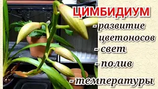 Орхидеи Цимбидиум уход и содержание в холодное время года в моих условиях.