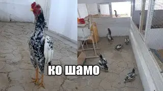 декоративные куры ко шамо