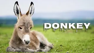 Donkey braying