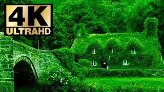 Relaxing Forest Rain Sounds for Sleeping, Relax, Study. 8 Hours Sounds of Rain.Forest House