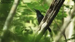 Beautiful Birds with Beautiful  sounds  Nature whatsapp status  HD