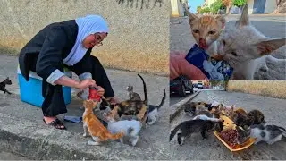 Kittens that are abandoned here and starving await our call every morning.