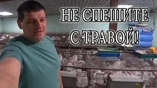 ВОТ И ВЕСНА, СКОРО ТРАВА ДЛЯ КРОЛИКОВ