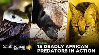 15 Deadly African Predators in Action 🦁 Smithsonian Channel