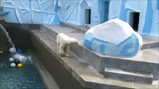 У Кая почистили бассейн и дали воду, но он не хочет плавать (у него гон) 22.06.2023