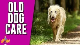 How To Care For A Senior Dog (+ help them age with dignity)