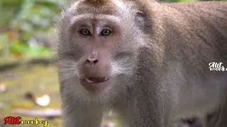 Giving dried corn grains as monkey food