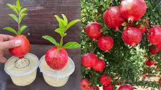 How To Grow Pomegranate Trees From Pomegranate Fruit || Growing pomegranate