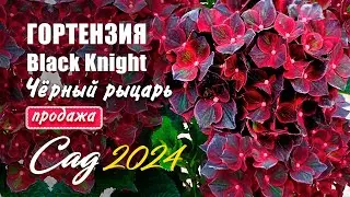 Гортензия крупнолистная Чёрный рыцарь (Black Knight)