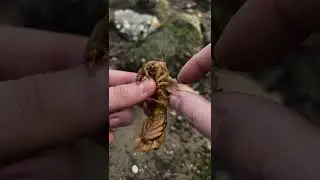 Removing Blood Sucking Parasites from Deb & Nadine